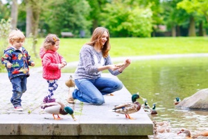 things to do in memphis with kids feed ducks