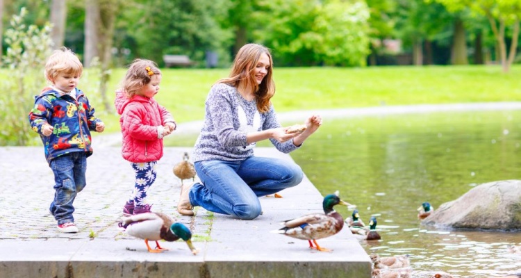 things to do in memphis with kids feed ducks