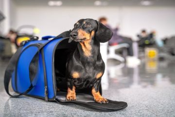 Dog in a suitcase at the airport