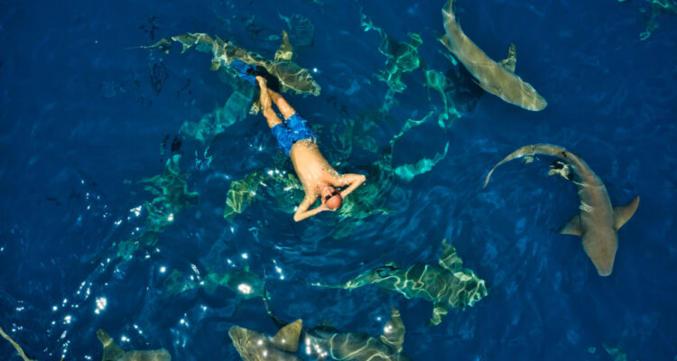 Happy man swimming with sharks