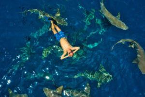 man swimming with sharks