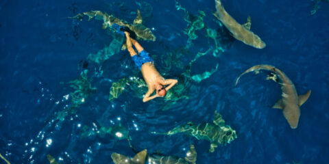 man swimming with sharks