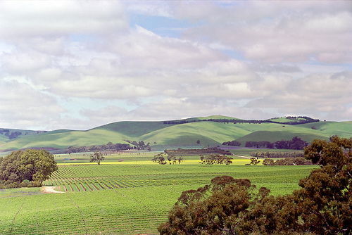 The breathtaking views of Barossa Valley, Australia