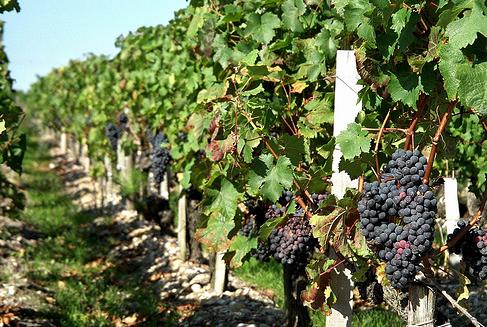 Just some of the grapes ready to be turned into wine at a vineyard in Bordeaux, France