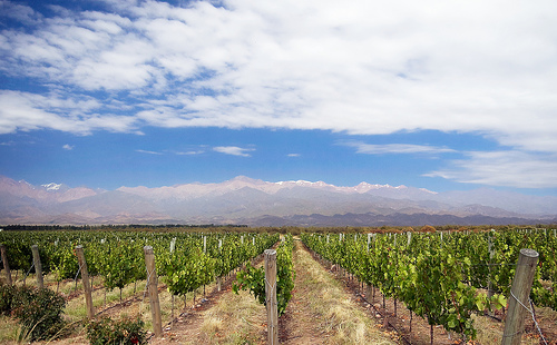 Magnificent Mendoza vineyard in Argentina