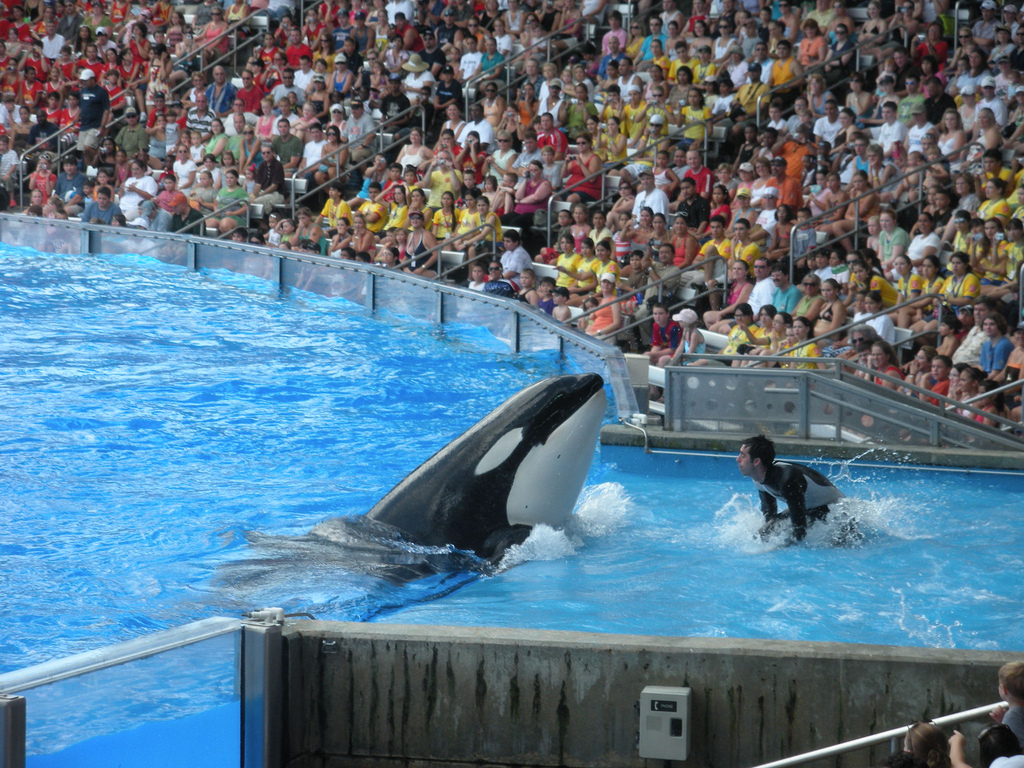 "SeaWorld Orlando," Flickr photo credit: Farhan