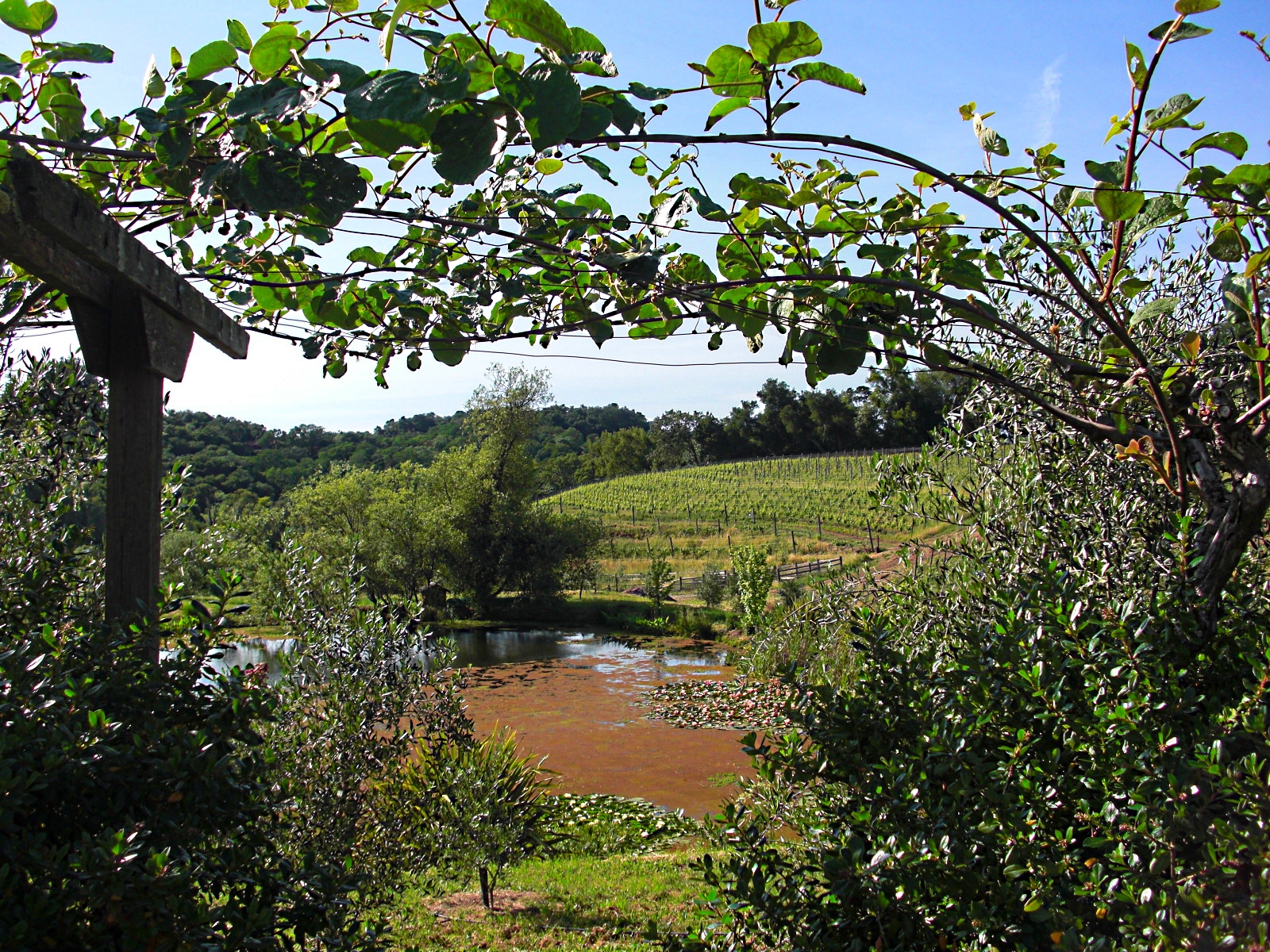 Wine Country with Kids - Have Your Wine and Drink It Too, IMG Cred: TravelMamas