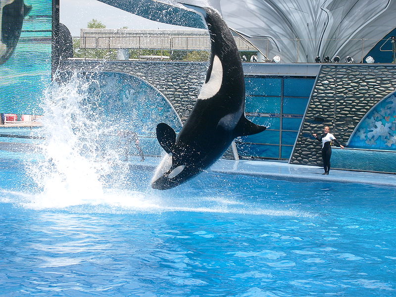 SeaWorld will unveil a new killer whale show at three parks this 
spring (Image: Wikimedia)