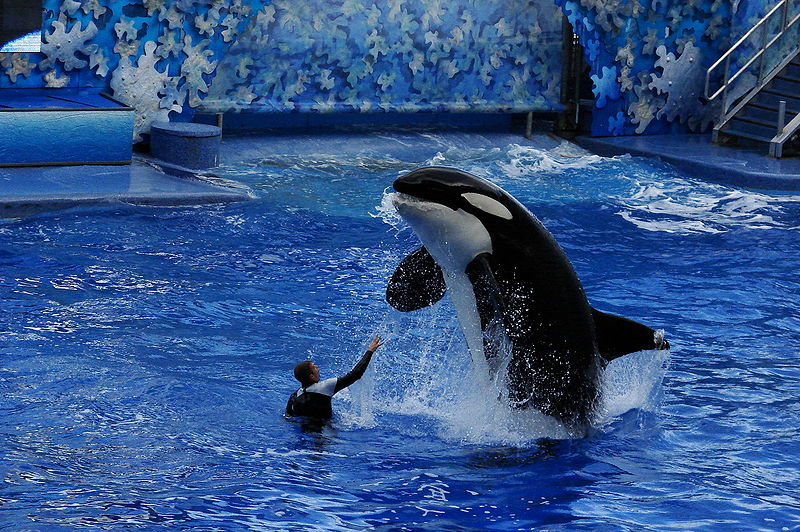 Trainers are eager to work closely with Orca whales once again<br />
(Image: Wikimedia)