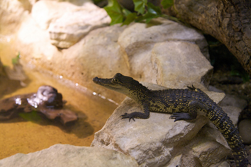 Mexican Crocodiles, Chamelion Found at Mexico City's Benito Juarez International Airprt, Flickr: khaosproductions