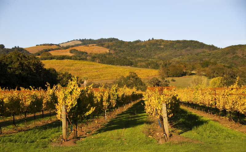 How to Savor California Wine Country