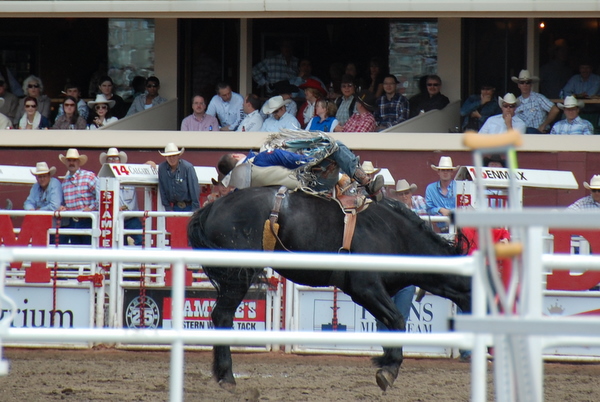 Calgary Stampede with Kids, IMG Cred: Sharlene Earnshaw