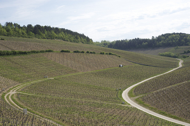 Best of Burgundy, IMG Cred: Chris Osburn