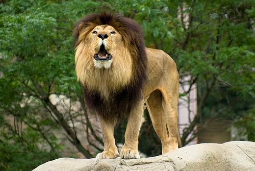 Family Travel: Double the Zoos in Boston, Flickr: cleopold73