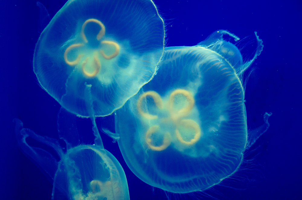 floating transparent jellyfish in blue water