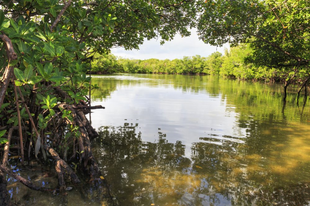 Mangrove arch over the river, Oleta State Park, Florida