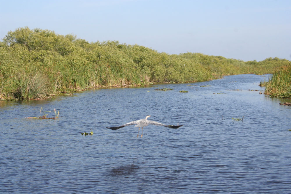 everglades