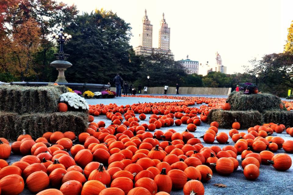 Pumpkins on Central Park’s Cherry Hill