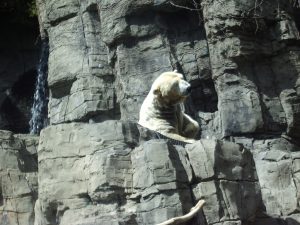 NYC: Polar Bear in Central Park Zoo