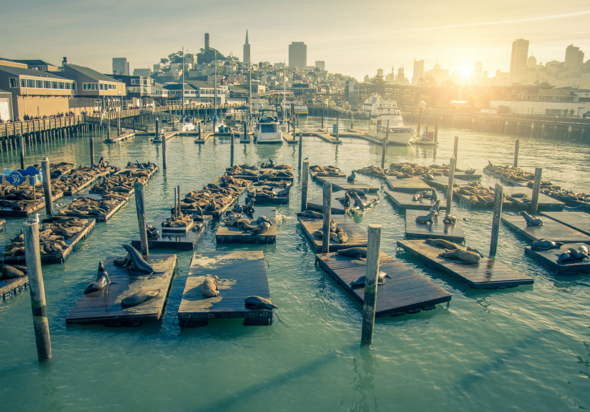 Tourists and sea lions at Pier 39