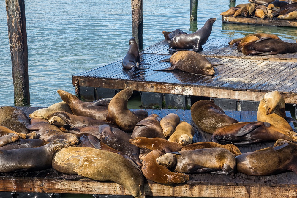 Seals Napping