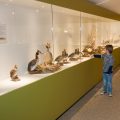 Little child in museum pointing at birds on display in a cabinet