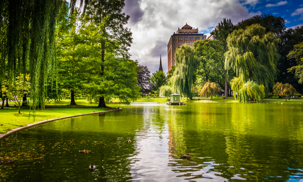 Weeping willow trees and a pond in the Boston Public Garden.