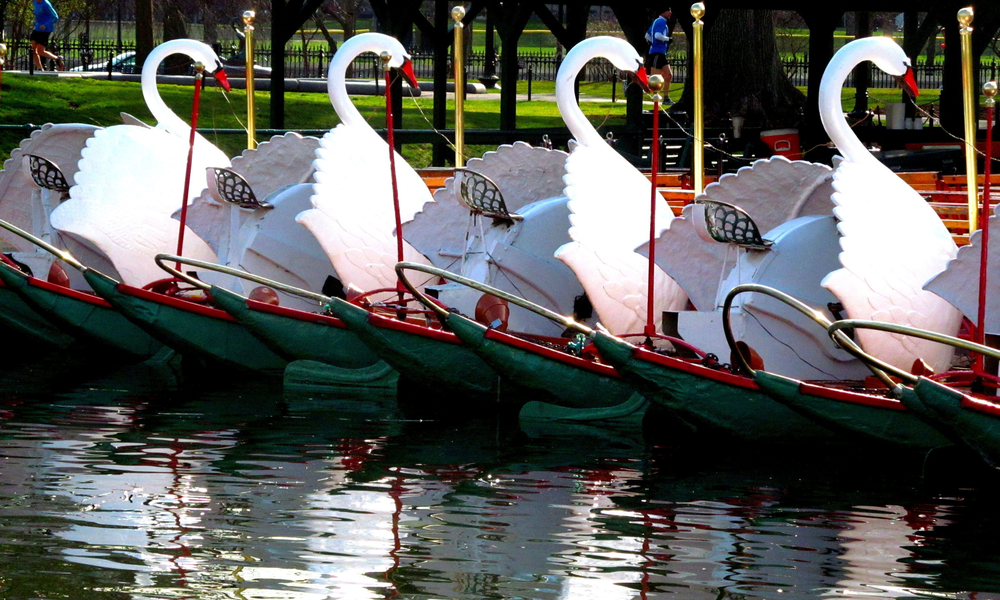 Swan Boats in Boston Public Garden